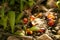 Small green tree Palm sprout plants growing in forest