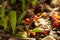 Small green tree Palm sprout plants growing in forest