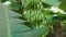 Small green tropical bananas. Wild fruits. Lots of greenery and large leaves