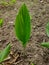 The small green turmeric plant