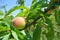 Small green unripe peach on the tree in an orchard