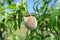 Small green unripe peach on the tree in an orchard