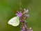 A small green veined white butterfly feeding on a pink flower
