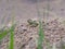 Small green water frog sits on the bank of a pond behind plants and waits