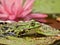 Small green waterfrog in front of a pink blooming water lilly