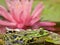 Small green waterfrog in front of a pink blooming water lilly
