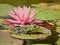 Small green waterfrog in front of a pink blooming water lilly