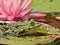 Small green waterfrog in front of a pink blooming water lilly