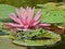 Small green waterfrog in front of a pink blooming water lilly