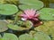 Small green waterfrog in front of a pink blooming water lilly