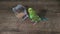 Small green wavy parrot eats millet on a wooden table