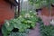 Small green wet garden with wooden gazebos and flooring