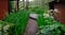 Small green wet garden with wooden gazebos and flooring