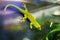 Small green and yellow Madagascar day gecko sit on the branch close-up. Reptile Phelsuma breathes under the bright sun