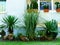 Small green yucca and decorative Mediterranean plants and stucco elevation