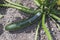 Small green zucchini marrow vegetable growing on the bush on fa