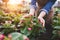 Small greenhouse business. Gardener holding bedding plant, flower with pink blooms.