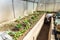 Small greenhouse inside. Morning in a rural greenhouse. Home grown vegetables. Spring planting vegetables