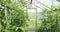 A small greenhouse, a lot of long rows of plants. greenhouse in home garden.
