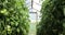 A small greenhouse, a lot of long rows of plants. greenhouse in home garden.