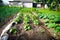 Small greenhouse made of plastic pipes and spunbond with seedlings of cucumbers.