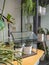 Small greenhouse with two succulents on a wooden table in a modern urban jungle room filled with green plants