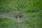 A small grey and brown ground squirrel popping its head out of a hole in a field of long grass.