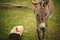 Small grey Donkey