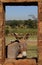 A small grey donkey in a stable