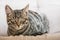 Small grey European shorthair cat sitting relaxed on a sofa