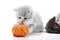 Small grey fluffy adorable kitten is playing with orange yarn ball while other kitties are playing in the background in