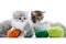 Small grey fluffy adorable kitten is playing with orange yarn ball while other kitties are playing with green wool balls