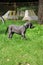 Small grey great dane puppy