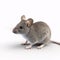 small grey house Mouse isolated on white background.
