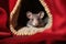 a small grey mouse peeking out from a red woolen slipper