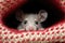 a small grey mouse poking its head out from a red woolen slipper