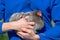 Small grey pekin bantam hen held in both arms of youthful owner