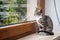 Small grey pet kitten indoor with reflection