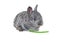 Small grey rabbit