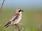 Small Grey Shrike on thorn tree