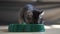Small grey tabby kitten eats cat food at home from plastic green bowl. Wet, dry or canned food for cats. Nutrition diet