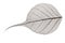 Small grey transparent dried fallen leaf