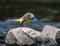 Small Grey wagtail bird perched atop a jagged gray rock in a swiftly-flowing river