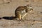 Small ground squirrel sitting on sand eating his food morning sun