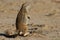 Small ground squirrel sitting on sand eating his food morning sun