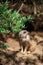 the small ground squirrel is sitting under some plants and trees