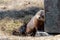 A small groundhog rubbing against a grave stone