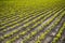 Small groundnut plant at agriculture field