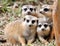 A small group of African mongoose