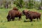 A Small Group of American Bison Roaming the Range in Oklahoma